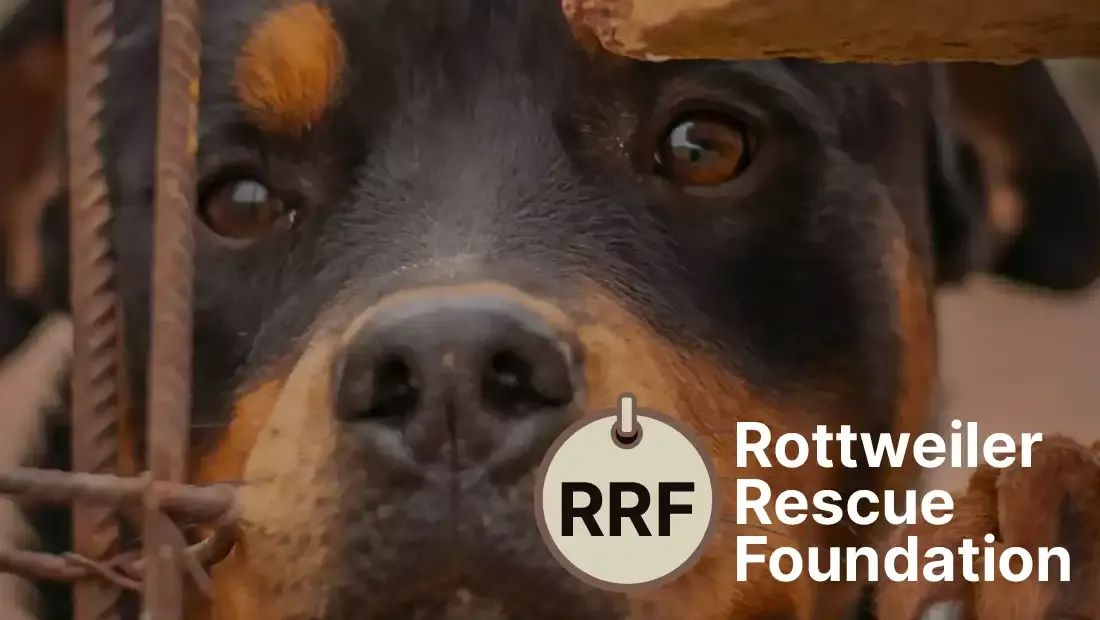 Rottweiler Rescue Foundation Graphic